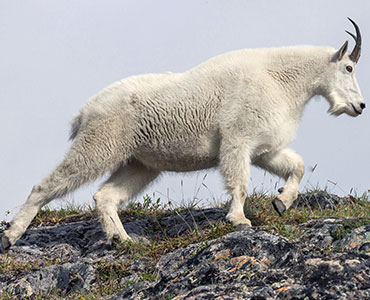 Mountain goats in Ketchikan