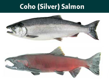 Alaska Coho Salmon