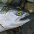 All that you need to know
                about Alaska's salmon, halibut and bottom fish.