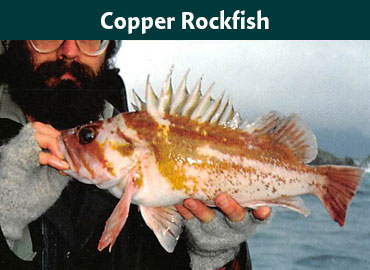 Alaska Copper Rockfish